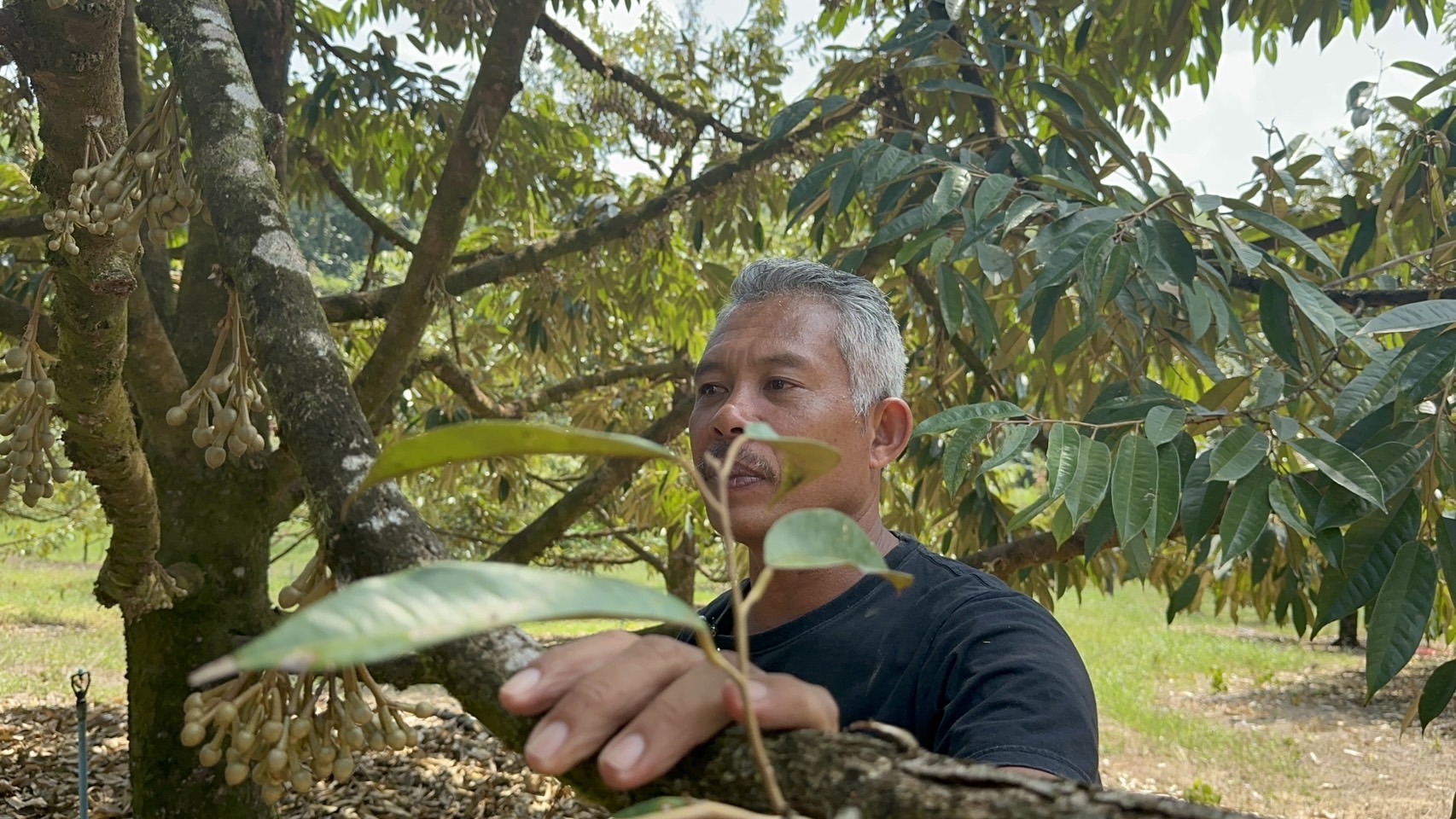 ทุเรียนนราธิวาส