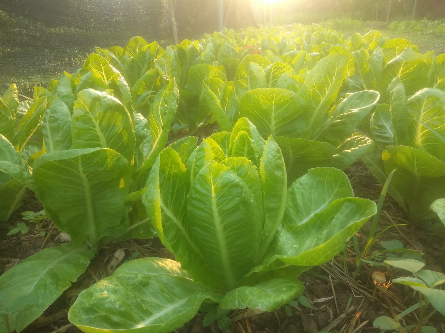 ‘แก้วพะเนาว์ Organic Farm’ ฟาร์มออร์แกนิค ที่ชุบชีวิตผืนดินอีสานให้ปลูกผักได้ทั้งปี