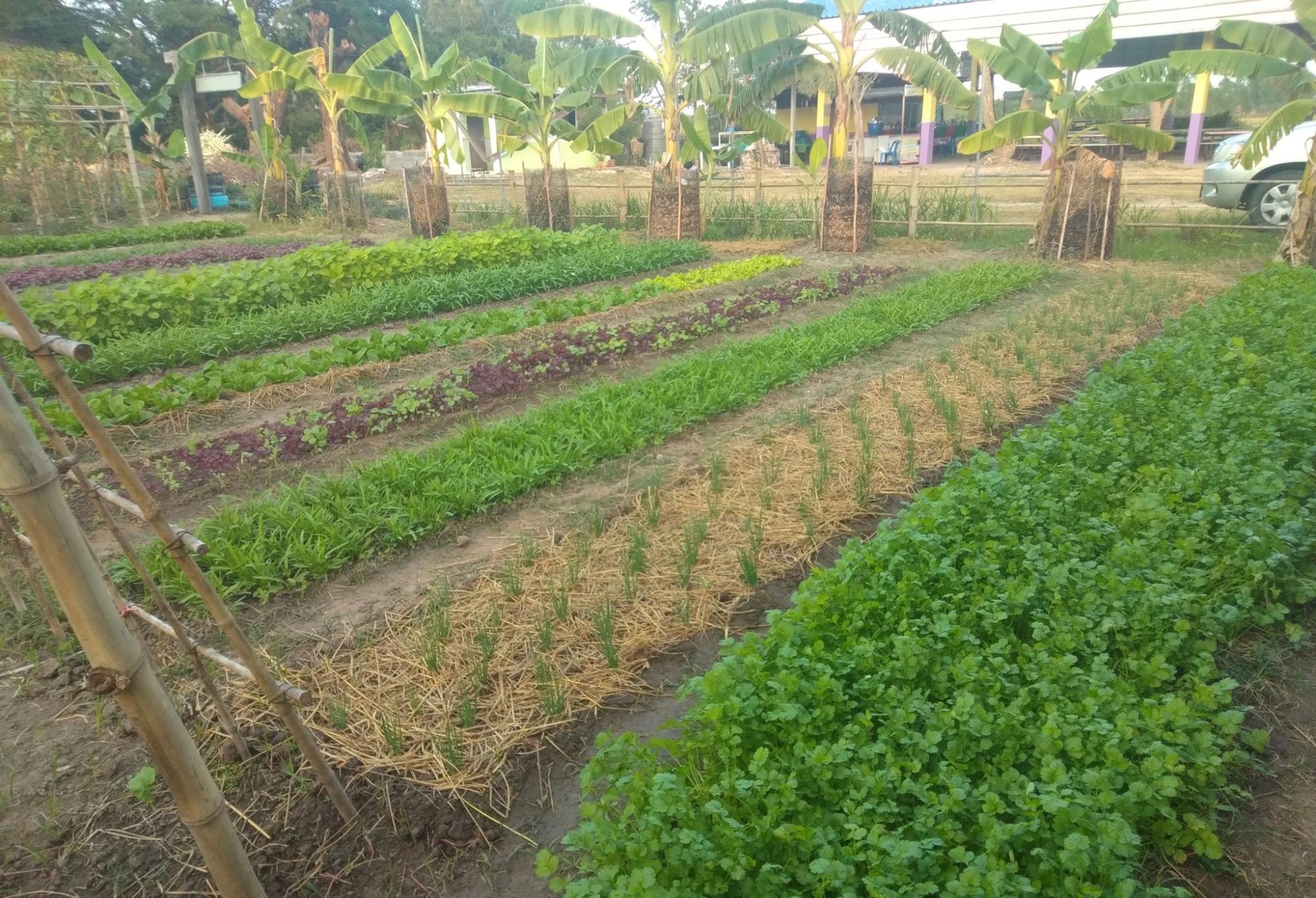 ‘แก้วพะเนาว์ Organic Farm’ ฟาร์มออร์แกนิค ที่ชุบชีวิตผืนดินอีสานให้ปลูกผักได้ทั้งปี