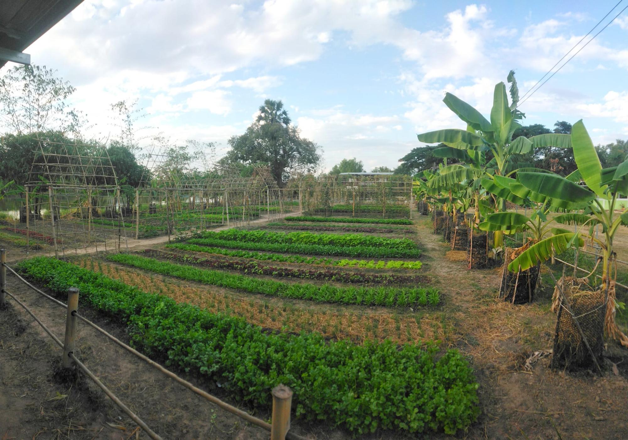 ‘แก้วพะเนาว์ Organic Farm’ ฟาร์มออร์แกนิค ที่ชุบชีวิตผืนดินอีสานให้ปลูกผักได้ทั้งปี