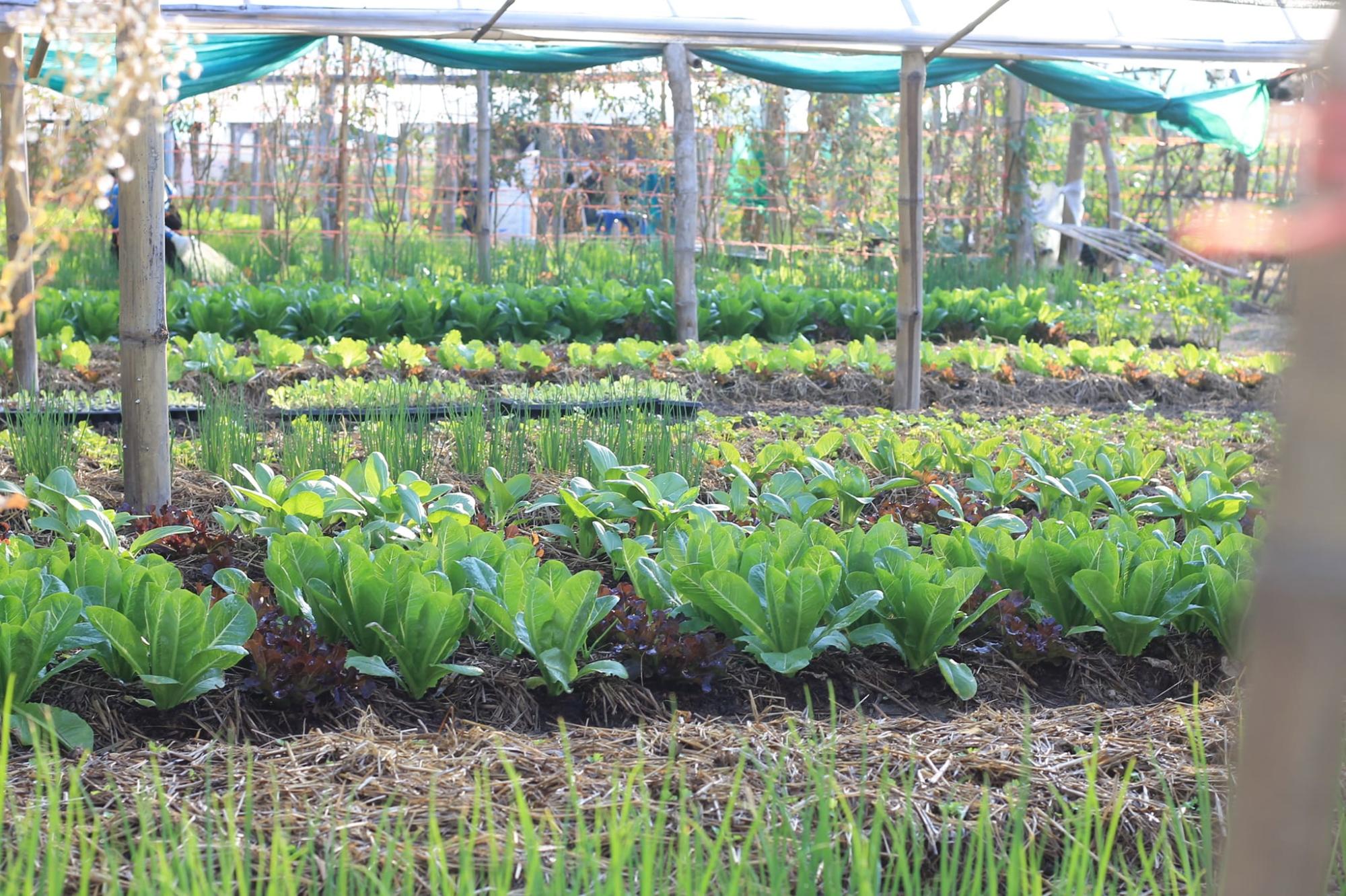 ‘แก้วพะเนาว์ Organic Farm’ ฟาร์มออร์แกนิค ที่ชุบชีวิตผืนดินอีสานให้ปลูกผักได้ทั้งปี