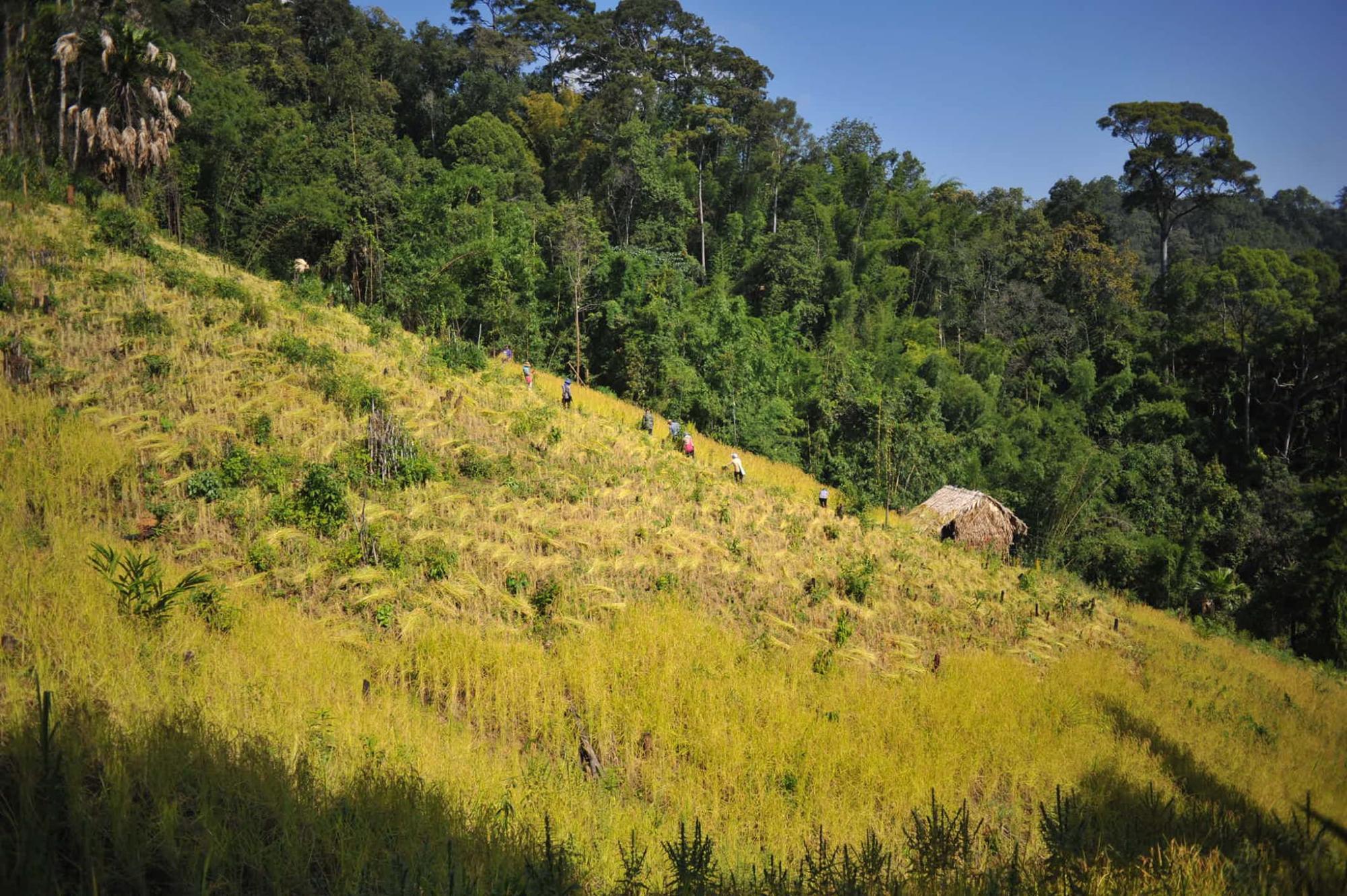 'พ่อหลวงปรีชา' Forest Hero แห่ง 'ห้วยหินลาดใน' 