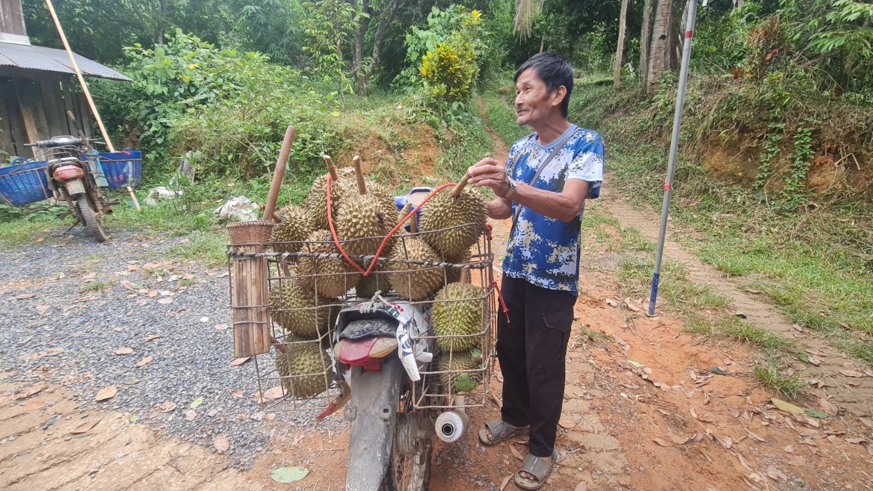 ทุเรียนแพร่