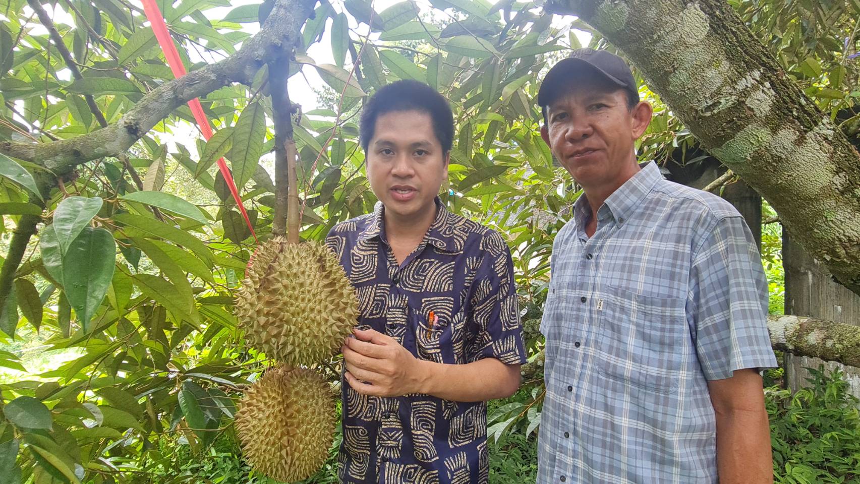 ทุเรียนแพร่