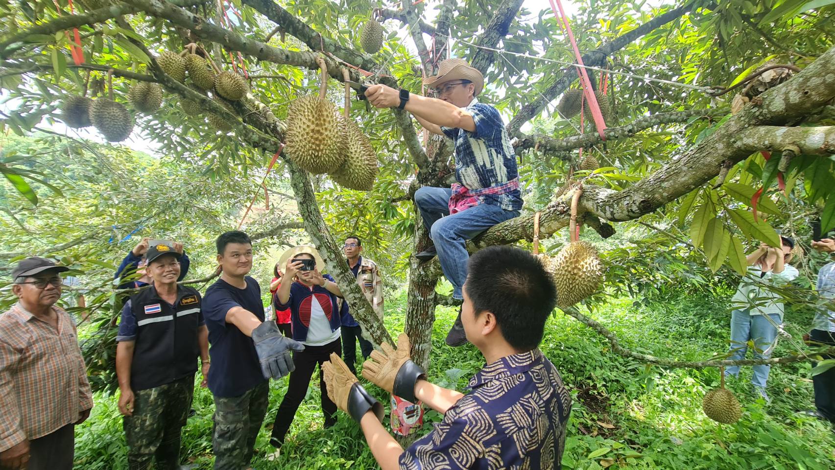 ทุเรียนแพร่