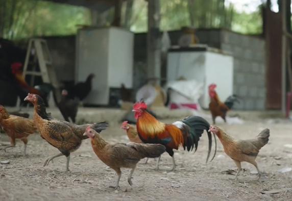 ปลุกเศรษฐกิจชุมชนด้วย ‘กองทุนเลี้ยงไก่’ โดยคนรุ่นใหม่ จ.น่าน