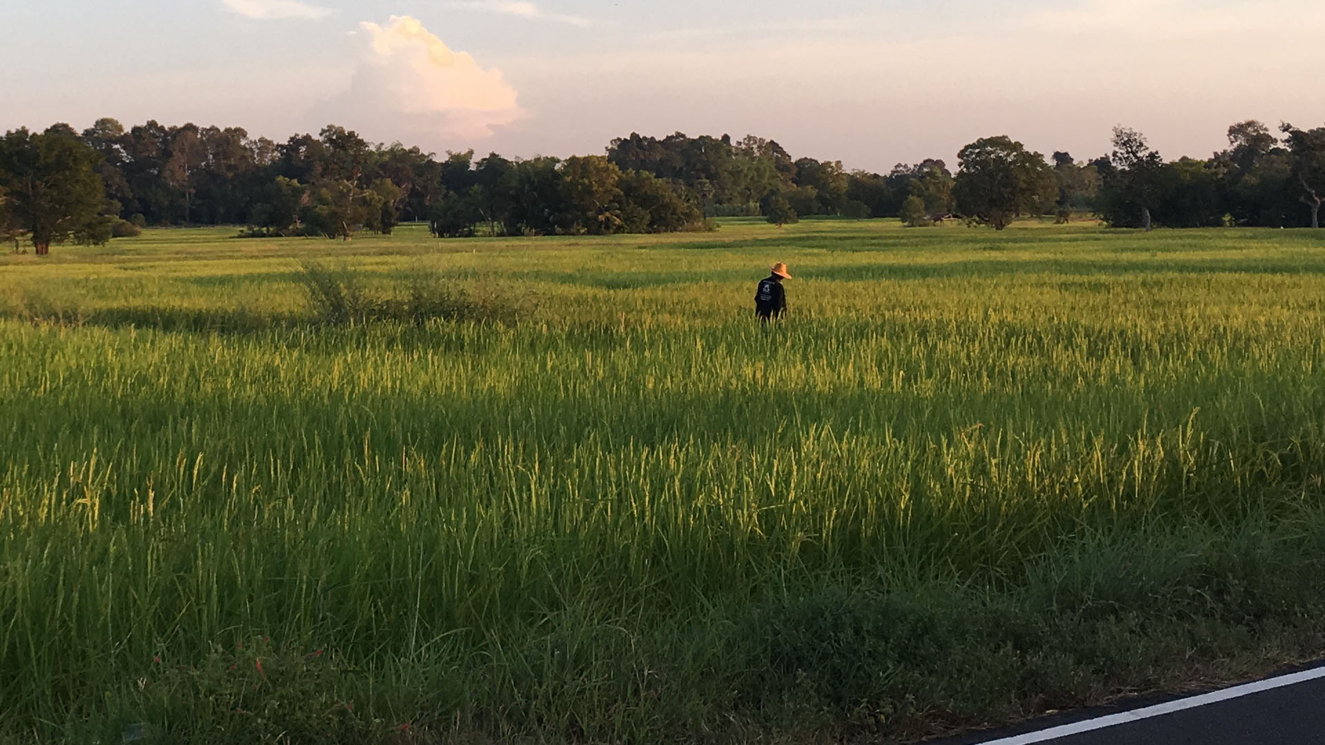 'ข้าวหอมทุ่ง' ข้าวหอมขึ้นชื่อจากผืนนาอินทรีย์บ้านหัวดอน จ.อุบลราชธานี