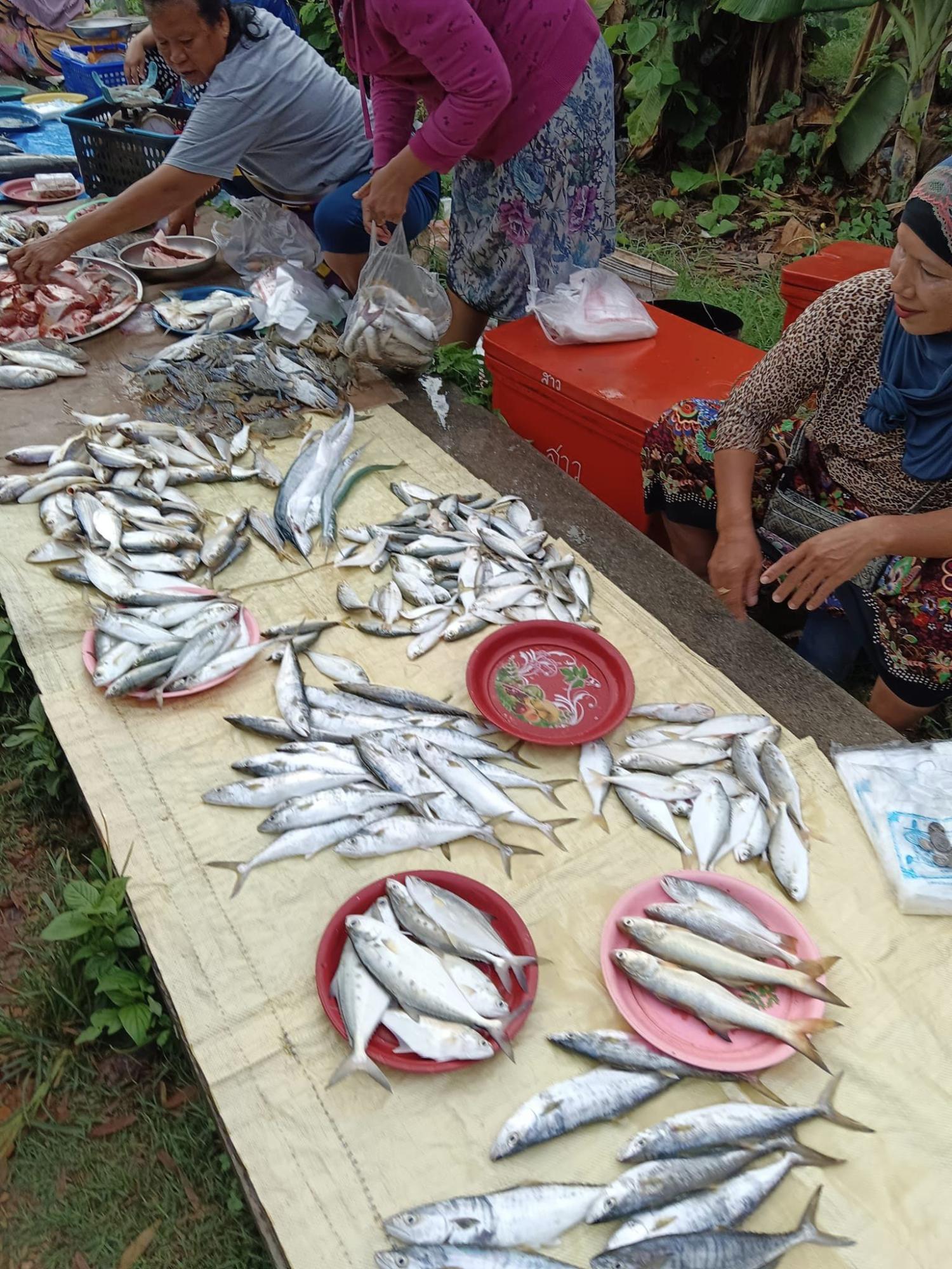 ‘แพร จารุ’ เมื่อนักเขียนกลับบ้าน ผลิตอาหารทะเล