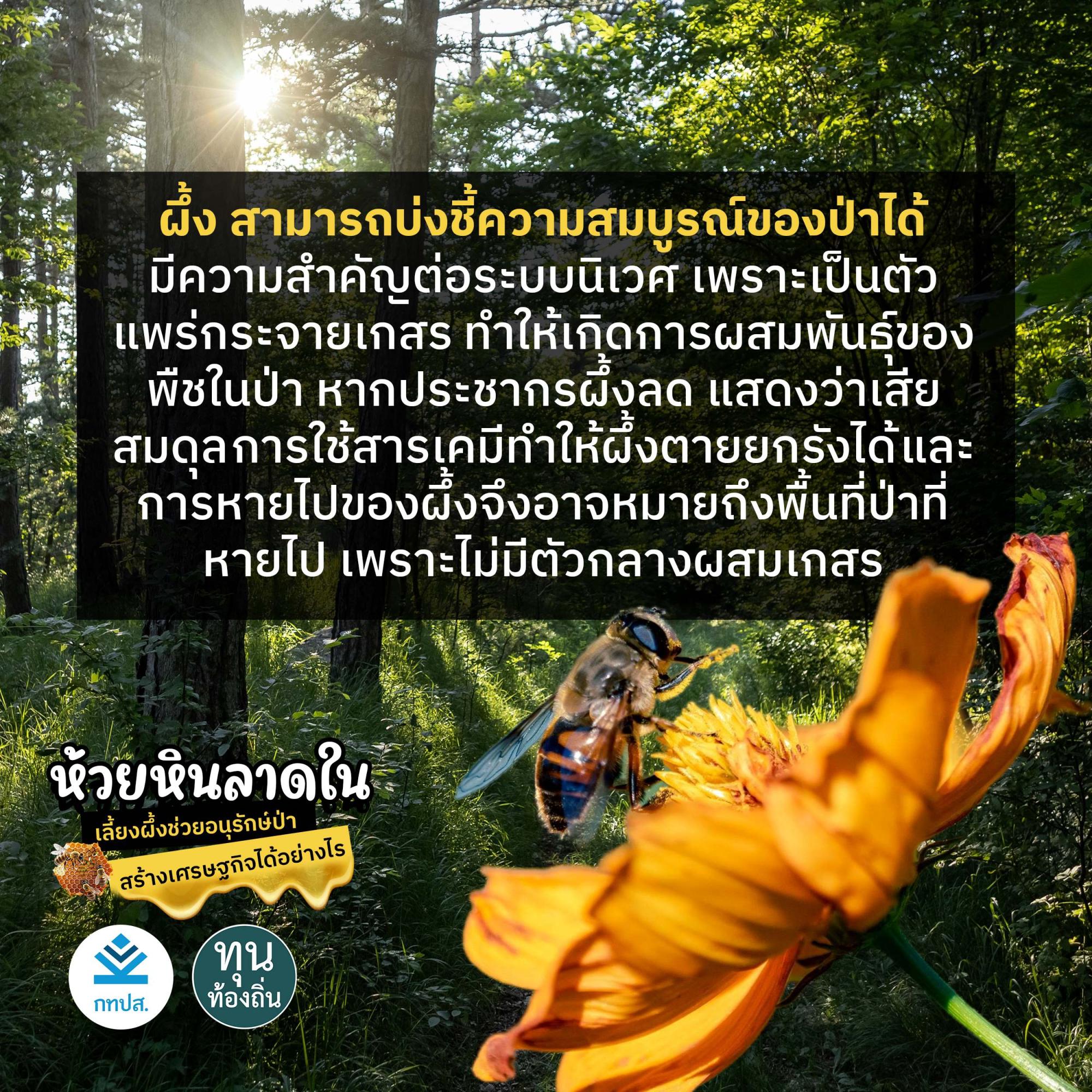 'เลี้ยงผึ้ง' ช่วยรักษาป่าอย่างไร ชาวบ้านห้วยหินลาดใน มีคำตอบ